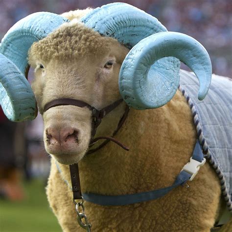 North Carolina's Ram Mascot: A Symbol of Resilience and Perseverance
